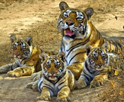 Sariska-Tiger-Rajasthan_n&wl