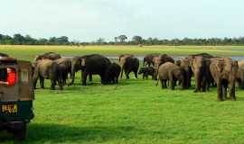 Wildlife Tour Package