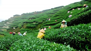 assam-teaplantation
